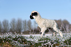 Valais Blacknose lamb