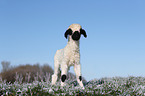 Valais Blacknose lamb