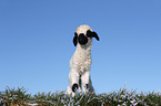 Valais Blacknose lamb