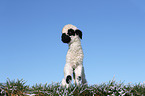 Valais Blacknose lamb