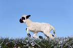 Valais Blacknose lamb