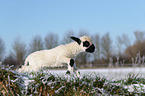 Valais Blacknose lamb