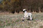 Valais Blacknose lamb
