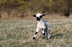 Valais Blacknose lamb
