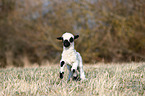 Valais Blacknose lamb