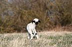 Valais Blacknose lamb