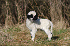 Valais Blacknose lamb