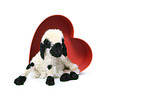 Valais Blacknose lamb