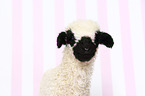 lamb
