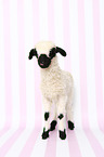 lamb