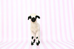 lamb