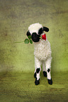 lamb