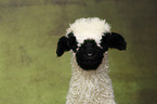 lamb