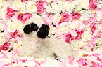 lamb