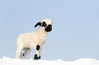 lamb