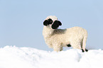 lamb