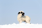 lamb