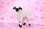 Valais Blacknose lamb