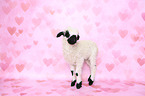 Valais Blacknose lamb