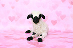 Valais Blacknose lamb