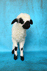 Valais Blacknose lamb