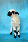 Valais Blacknose lamb
