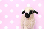 Valais Blacknose lamb