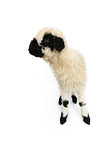 Valais Blacknose lamb
