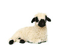 Valais Blacknose lamb