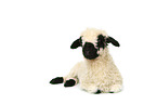 Valais Blacknose lamb