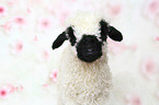 Valais Blacknose lamb