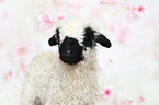 Valais Blacknose lamb