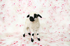 Valais Blacknose lamb
