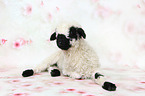 Valais Blacknose lamb