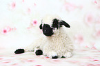 Valais Blacknose lamb