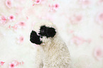 Valais Blacknose lamb