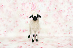 Valais Blacknose lamb