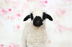 Valais Blacknose lamb