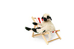 Valais Blacknose lamb