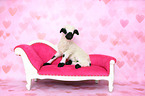 Valais Blacknose lamb