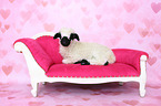 Valais Blacknose lamb