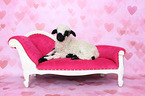 Valais Blacknose lamb