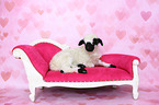 Valais Blacknose lamb