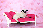 Valais Blacknose lamb