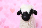 Valais Blacknose lamb