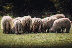 Valais Blacknoses