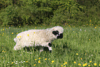 Valais Blacknose lamb