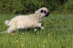 Valais Blacknose lamb