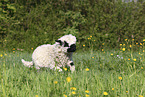 Valais Blacknose lamb