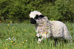 Valais Blacknose lamb